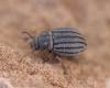 Pterolasia squalida